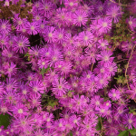 Drosanthemum hispidum pink