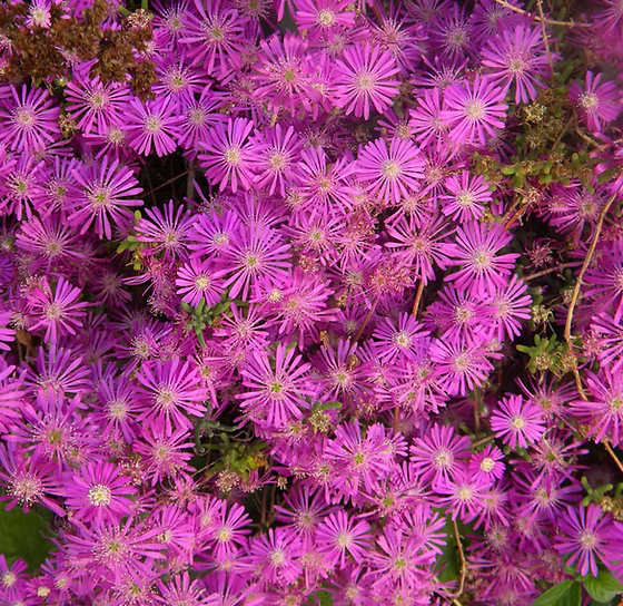 Drosanthemum hispidum pink