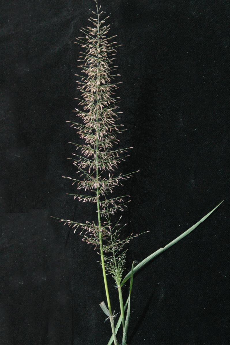 Eragrostis sp