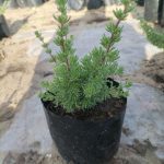 Eriocephalus Africanus '4kg'
