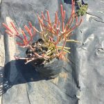 Euphorbia tirucalli (firesticks) '10kg'