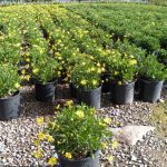 Euryops pectinatus