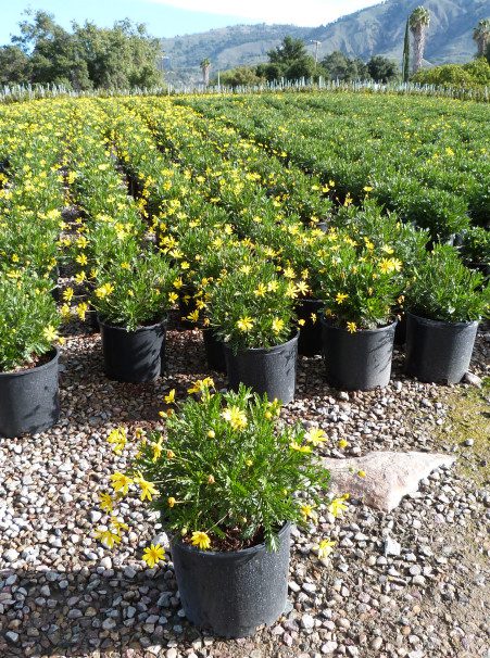 Euryops pectinatus