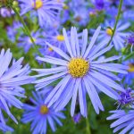 Felicia Glenwood blue
