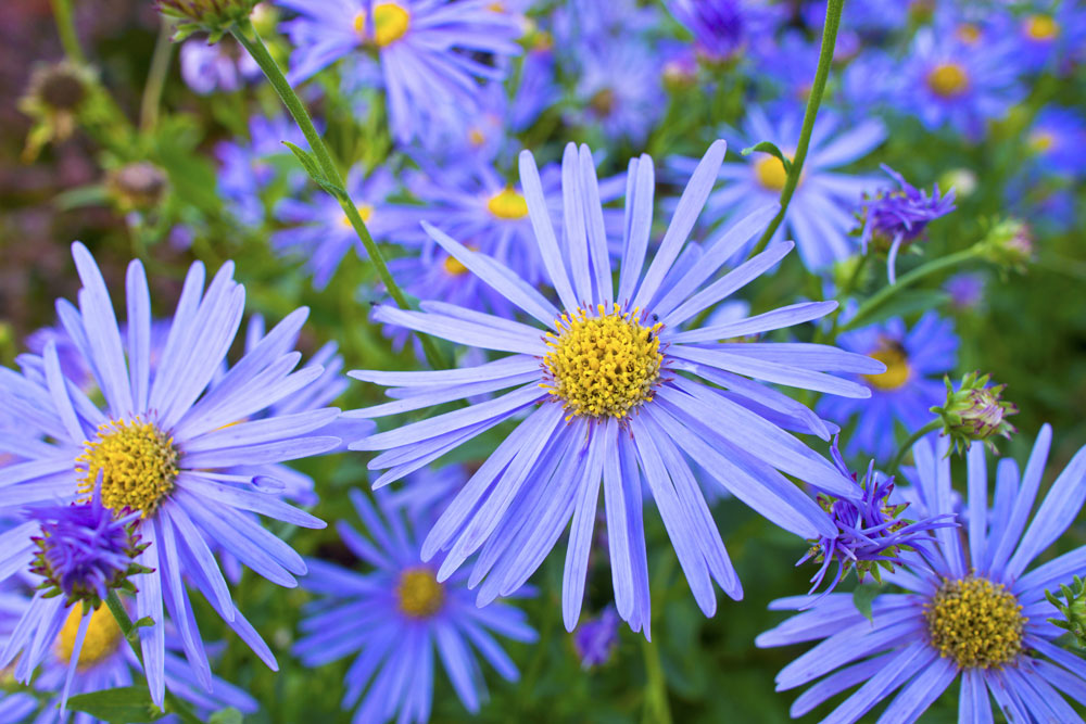 Felicia Glenwood blue