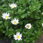 Felicia emiloides white