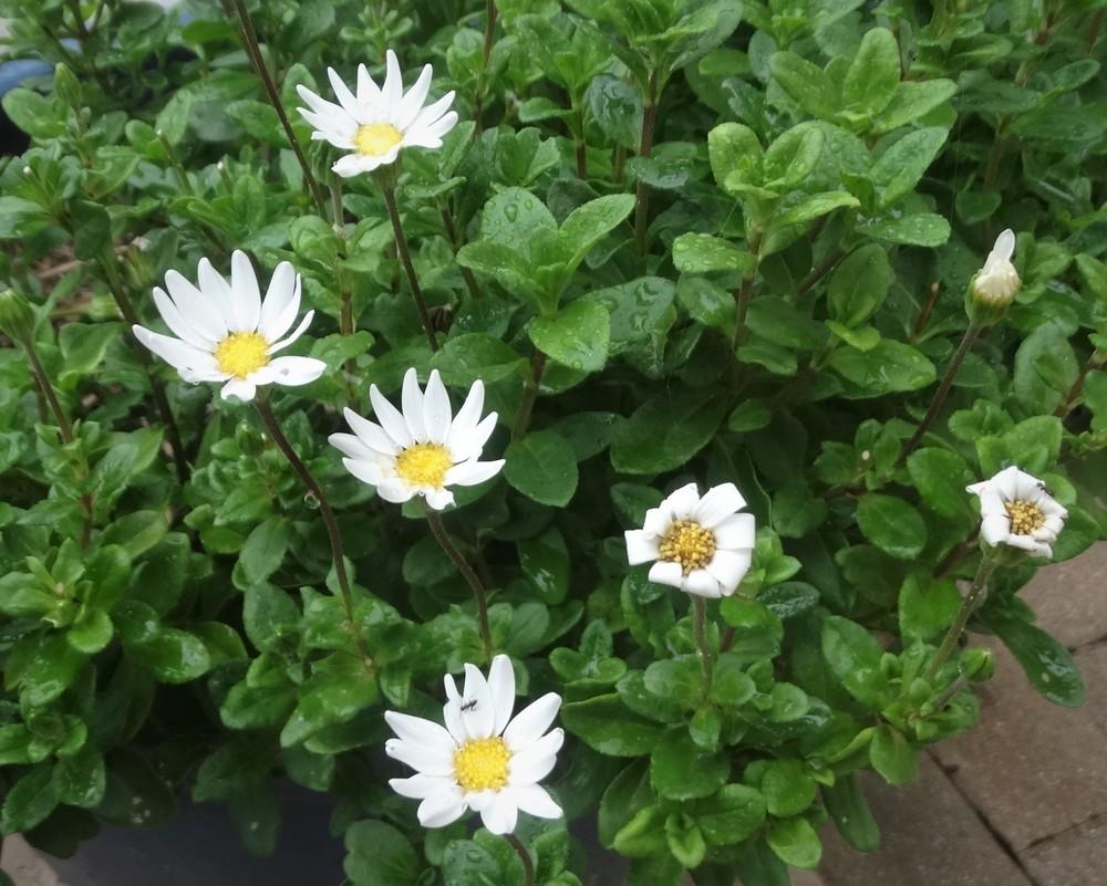 Felicia emiloides white