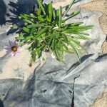 Gazania pink