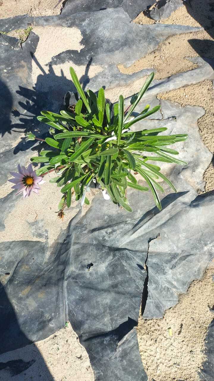 Gazania pink