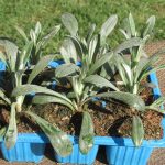 Gazania regens grey yellow '6 packs'