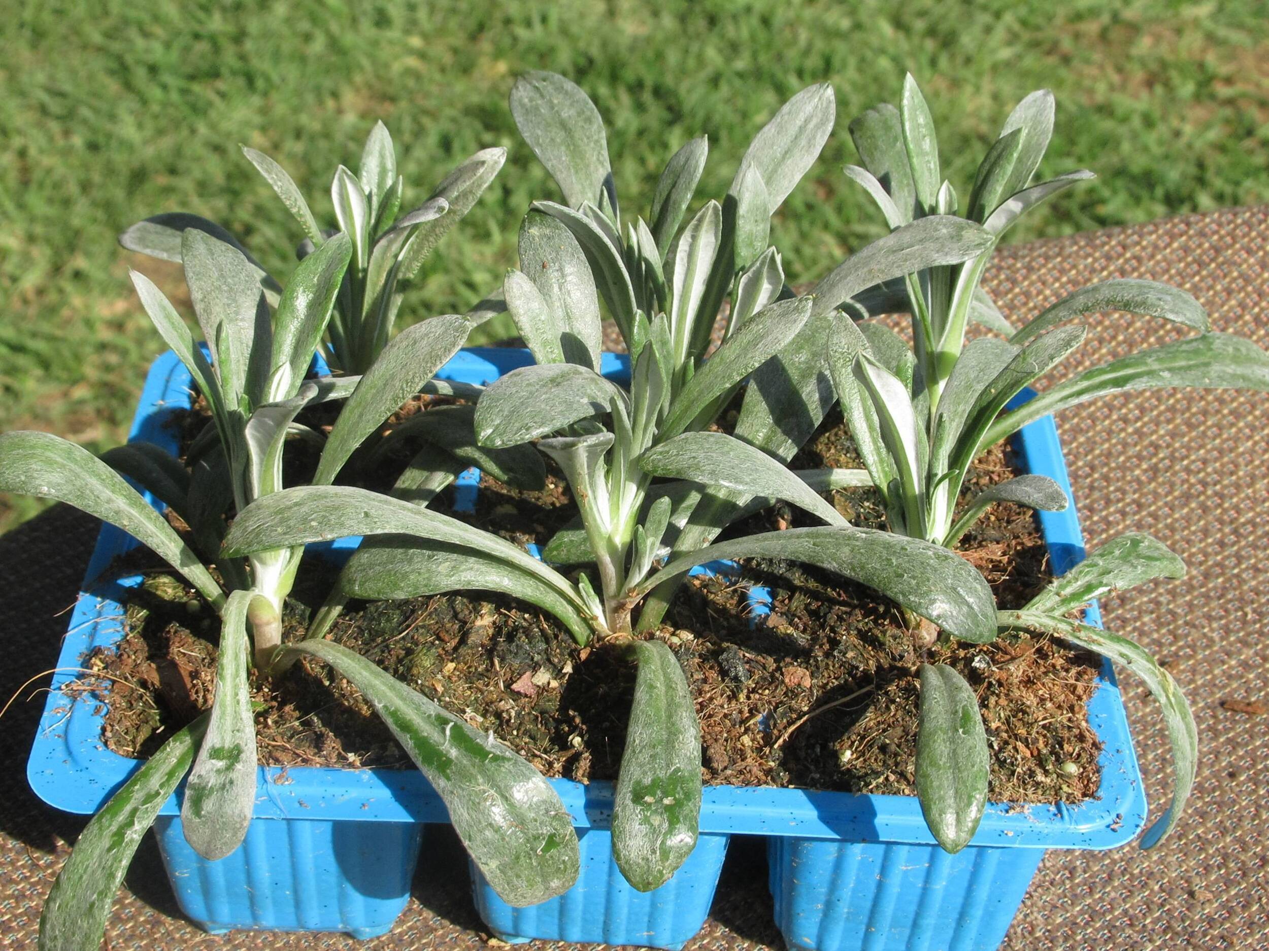 Gazania-rigens-Yellow x 6 packs