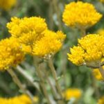 Helichrysum cymosum