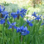 Iris 'Blue'