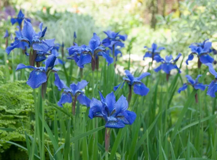 Iris ‘Blue’