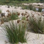 Juncus kraussii