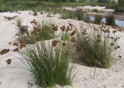 Juncus kraussii