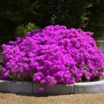 Lampranthus Pink '6 packs'