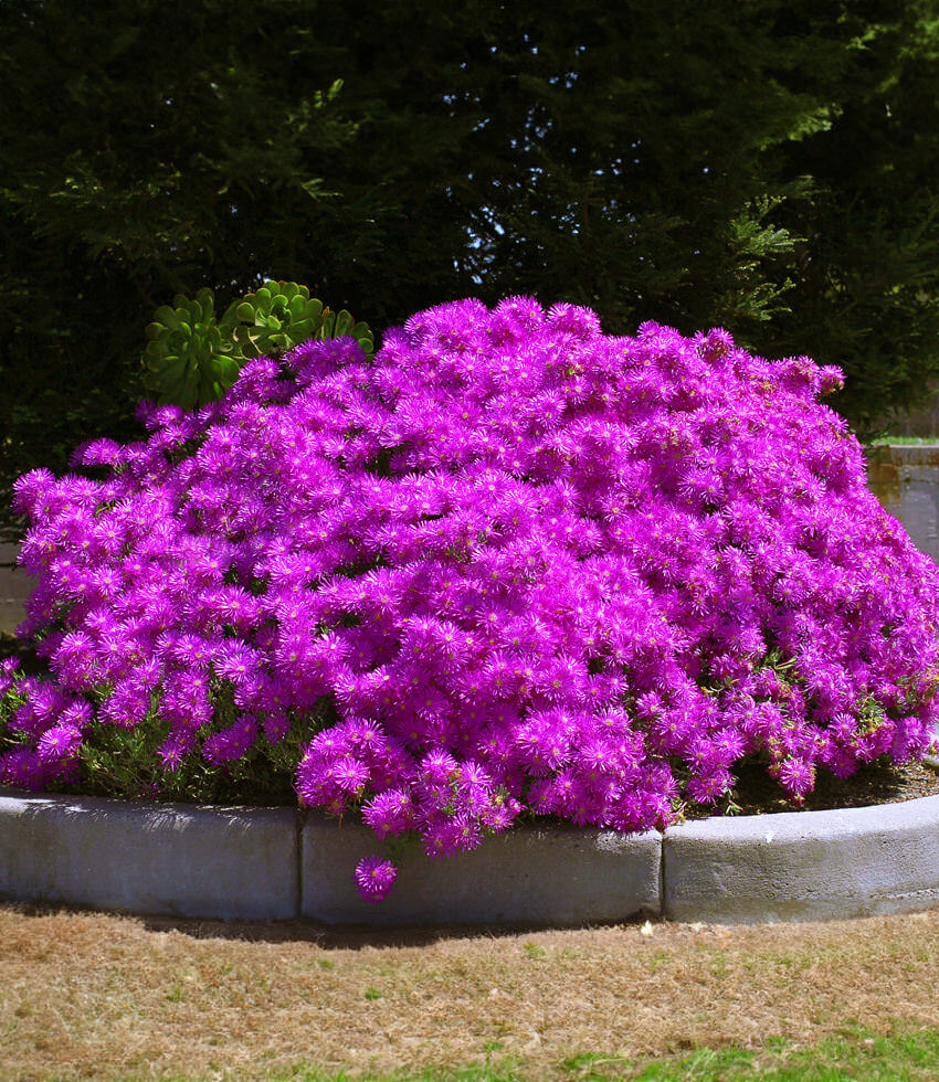 Lampranthus ‘Pink’