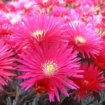 Lampranthus coccineus