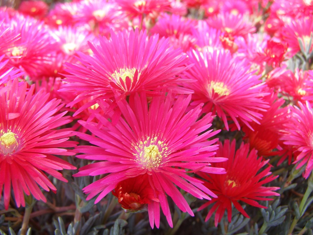 Lampranthus coccineus
