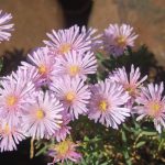 Lampranthus 'little pink'