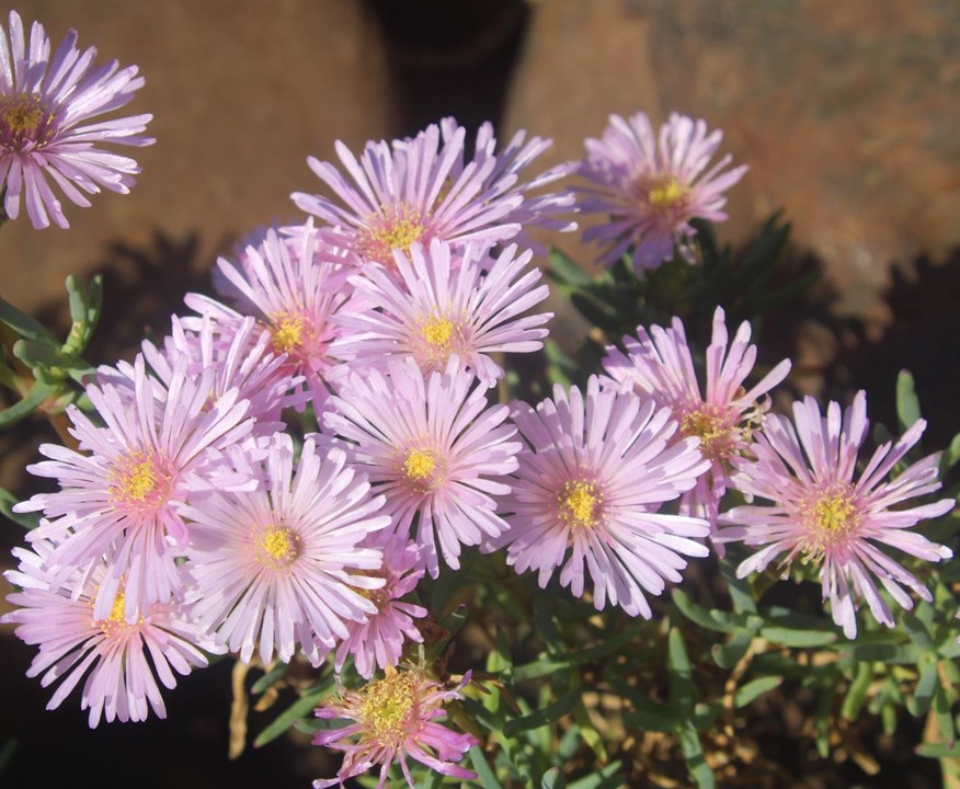 Lampranthus ‘little pink’