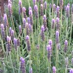Lavandula dentata