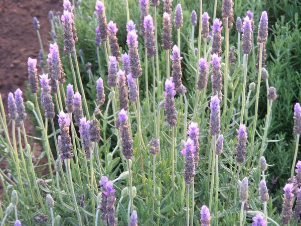Lavandula dentata