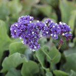 Limonium perezii