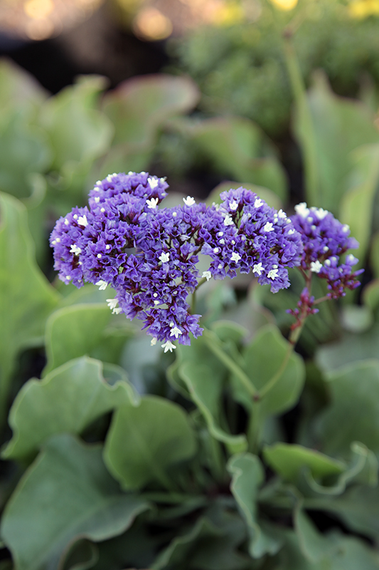 Limonium perezii