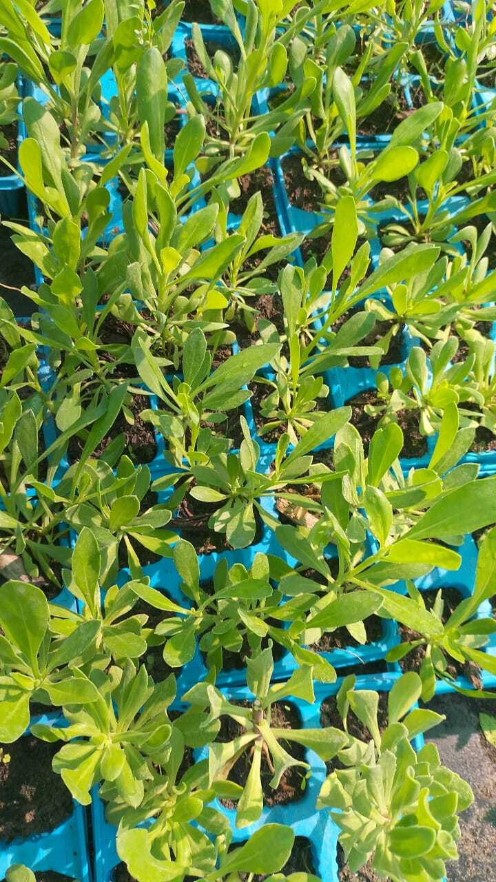 Osteospermum X 6PKS