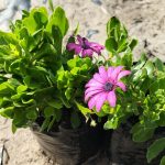 Osteospermum sp '128'