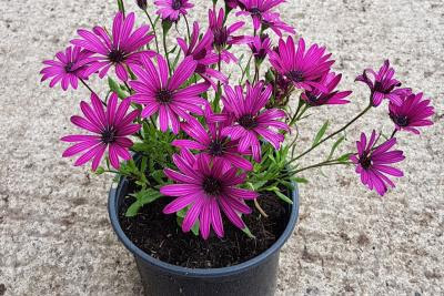 Osteospermum jacundum