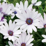 Osteospermum white '6 packs'
