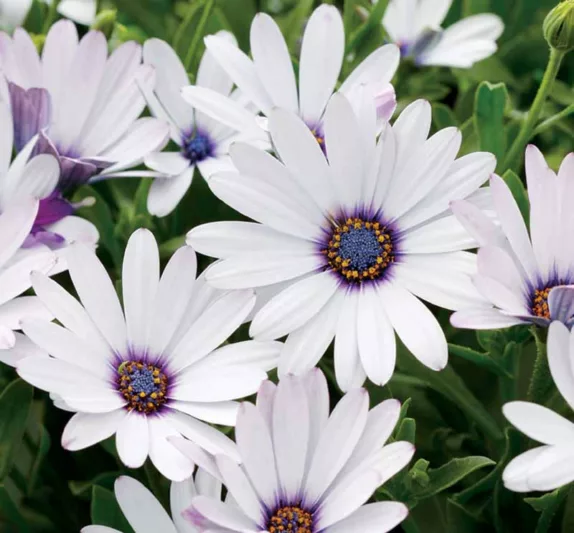 Osteospermum white