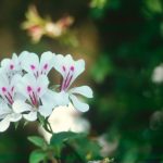 Pelargonium betulina '128'