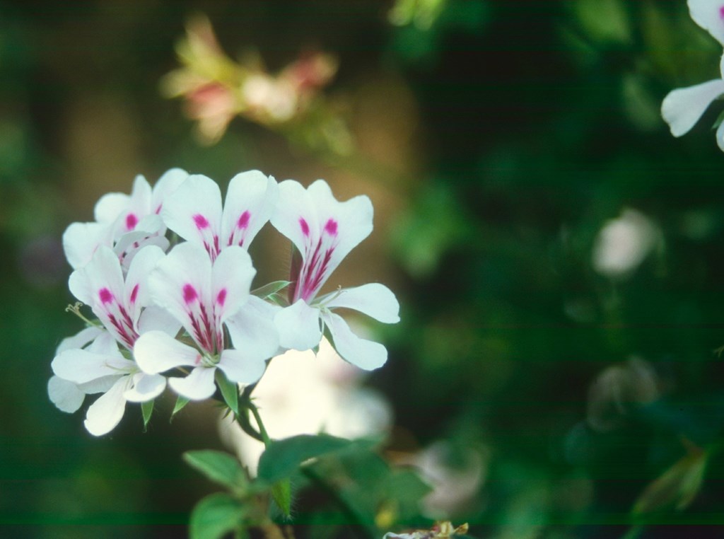 Pelargonium betulina