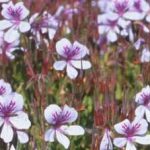 Pelargonium betulinum