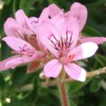 Pelargonium capitatum