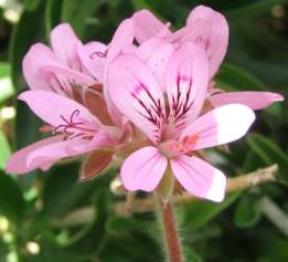 Pelargonium capitatum