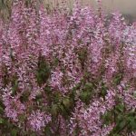 Plectranthus Ecklonii 'Pink'