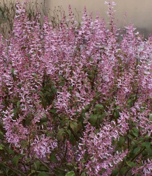 Plectranthus Ecklonii ‘Pink’