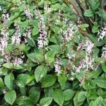 Plectranthus ciliatus