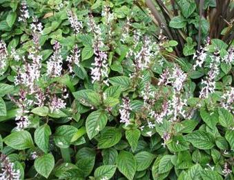 Plectranthus ciliatus