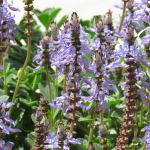 Plectranthus neochilus '6 packs'