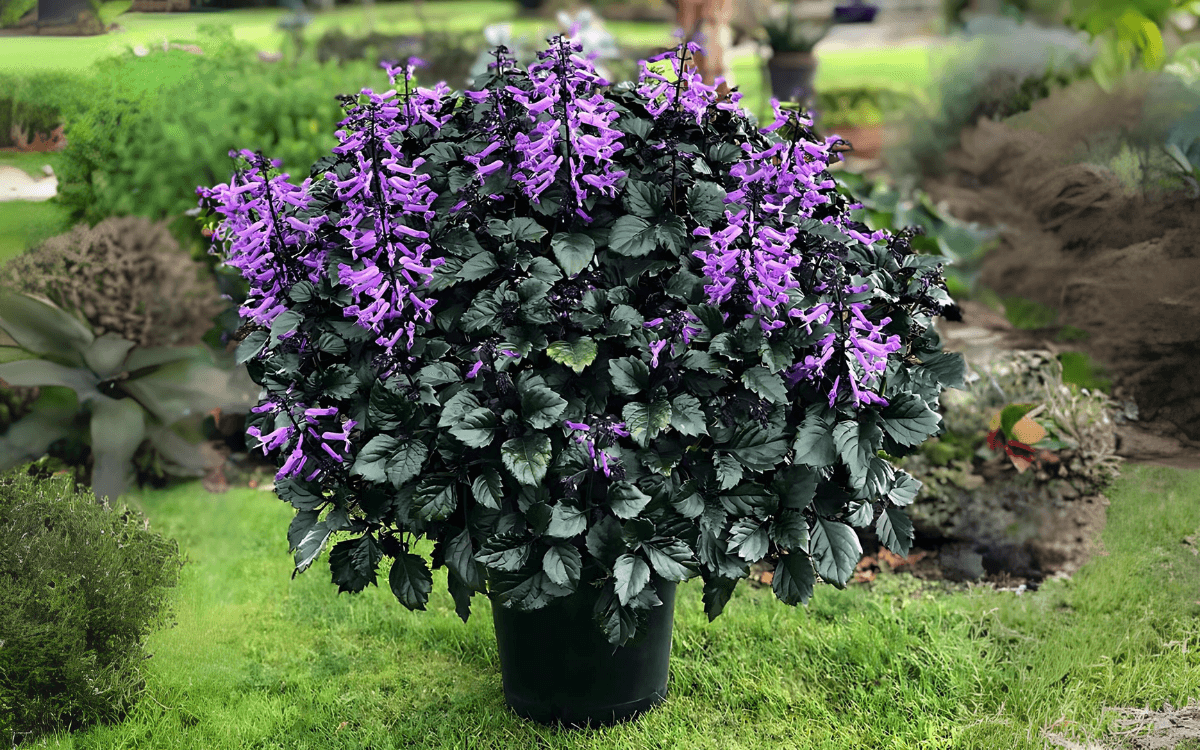 Plectranthus saccatus