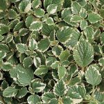 Plectranthus variegata '6 packs'
