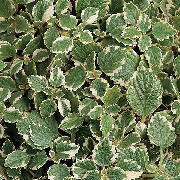 Plectranthus variegata