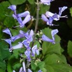 Plectranthus zuluensis '128'
