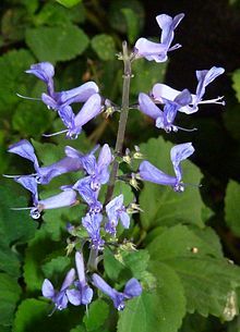 Plectranthus zuluiensis